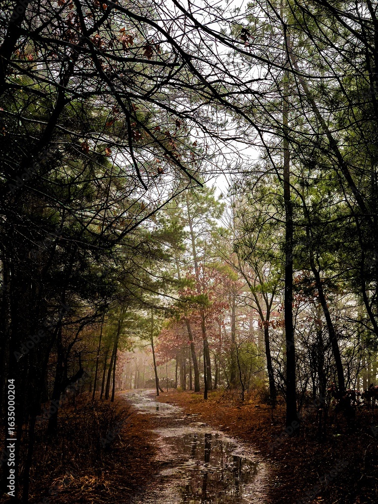 Obraz premium path in the woods