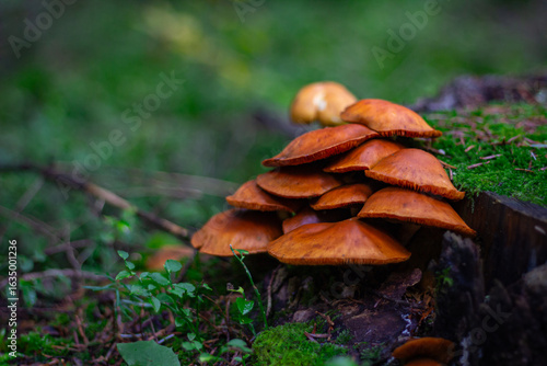 Fotografi Champignon, Haute-Loire, France