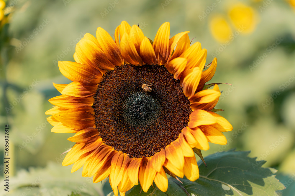 Fototapeta premium Bee Pollinating a Sunflower in Bloom