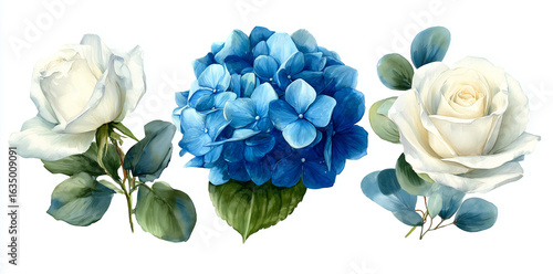 Watercolor white roses and blue hydrangea flowers on white. Floral elements for wedding invitations, posters, stationery.