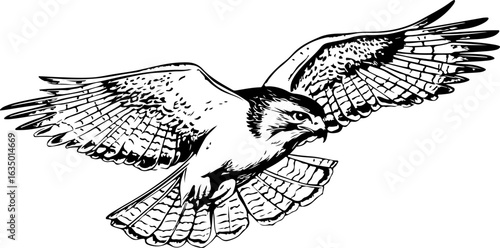 engraving of hawk soaring with open wings