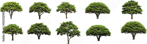 Collection of green trees, tree illustration pack, isolated on white background, nature elements, summer trees, natural forest assets, PNG graphics
