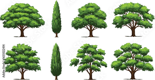 Green tree collection, cartoon trees, cypress trees, leafy trees, nature clipart, forest greenery, summer foliage, tree illustrations pack