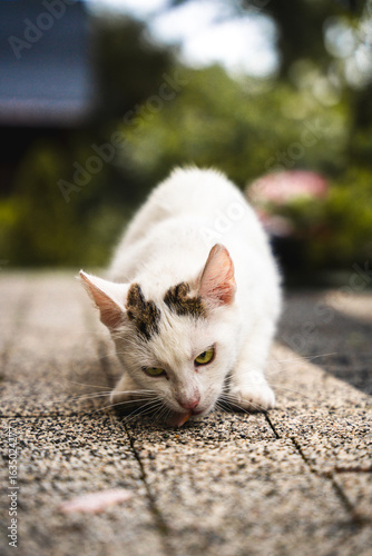 white cat on the street eating meat