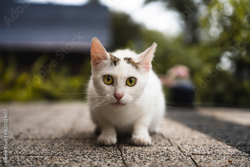 white cat on the street
