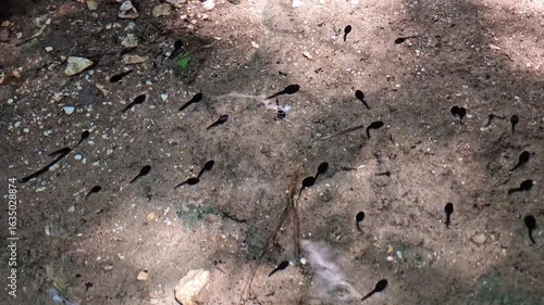 Tadpoles moving gently in shallow sunlit stream