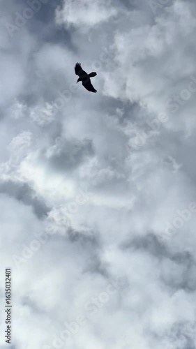 seagull flying in the sky