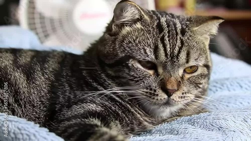 Tabby cat resting on blanket, fan in background, indoor pet photo