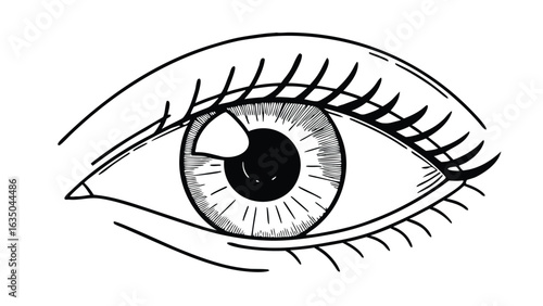 Detailed line drawing of a human eye with eyelashes eyebrow and iris in black and white illustration style