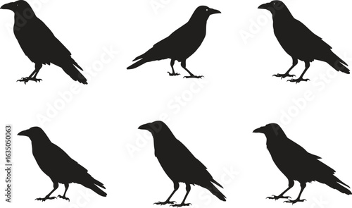 crow silhouettes isolated on white background.