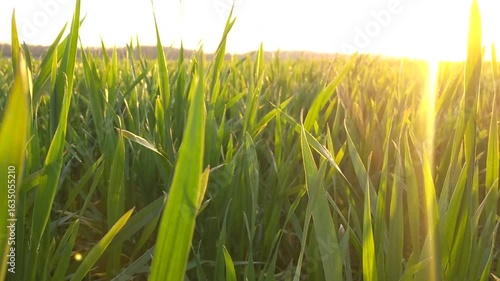 growing wheat crop sways in the wind and is warmed by the rays of the warm sun. green field of growing grain crop. food security
