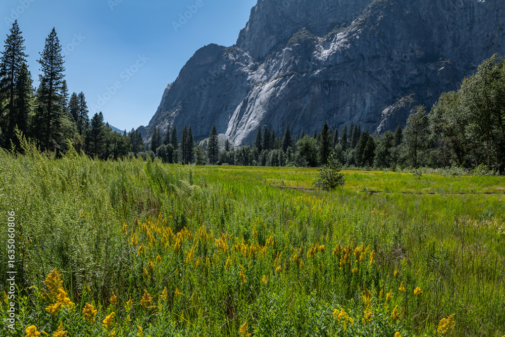 Fototapeta premium Yosemite National Park, Mariposa County, California. Sierra Nevada. Yosemite Valley. Solidago spectabilis is a species of goldenrod, Nevada goldenrod, basin goldenrod, showy goldenrod.