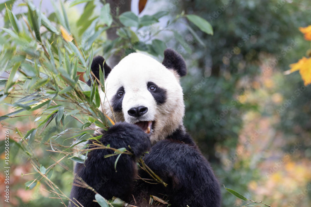 Naklejka premium Female Panda returned from USA, Bei Bei