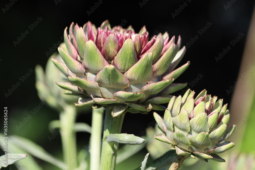 Cynara cardunculus. Green organic artichoke heads on leafy plant stem. Cynara cardunculus. Green organic artichoke heads on leafy plant stem.