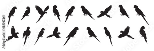 Set of Black silhouette of multiple macaw parrots in various poses, isolated on white background. concept of tropical bird, wildlife, nature, aviary, exotic pet, graphic art, icon design