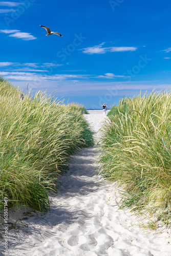 Path between marram grass to the sandy beach - 2705