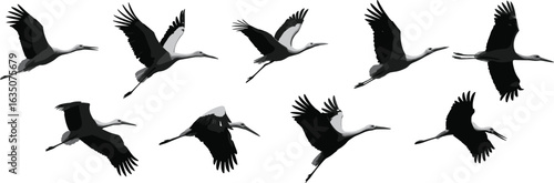 Bird flight silhouette sequence, crane wing movement stages, long neck and legs, dynamic motion study, vector illustration, nature art