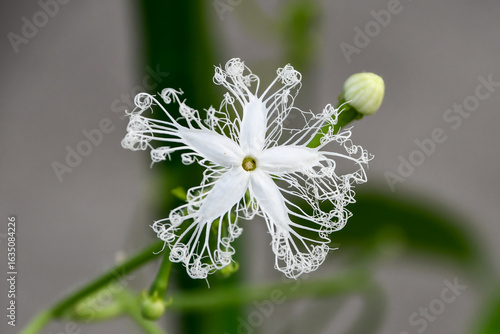 Canvastavla ヘビウリの花　Snake Gourd Flower
