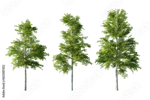Fototapeta Three slender birch trees with distinct white trunks and green leaves stand isol