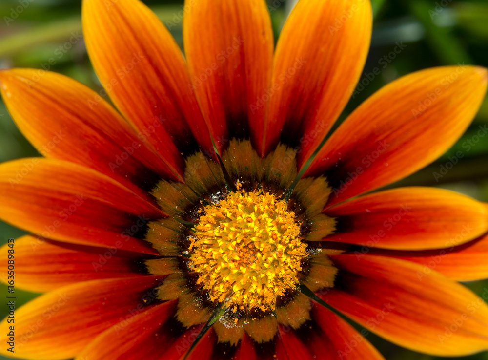 yellow daisy yellow daisy