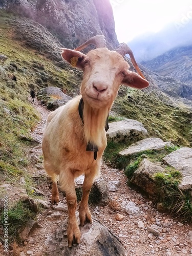 goat in the mountains