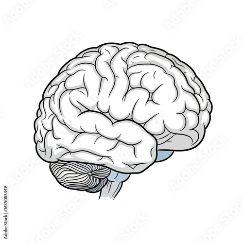 Detailed illustration of a human brain, showcasing its intricate structure and form.