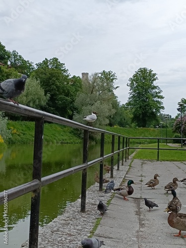 pigeons on the bridge