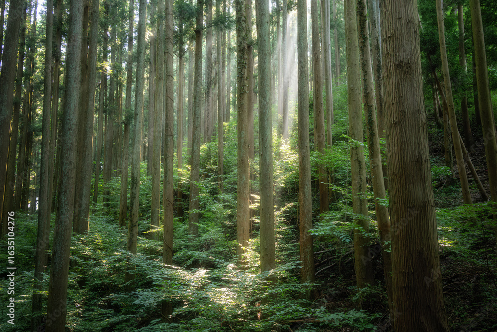 Fototapeta premium 真夏の登山風景 