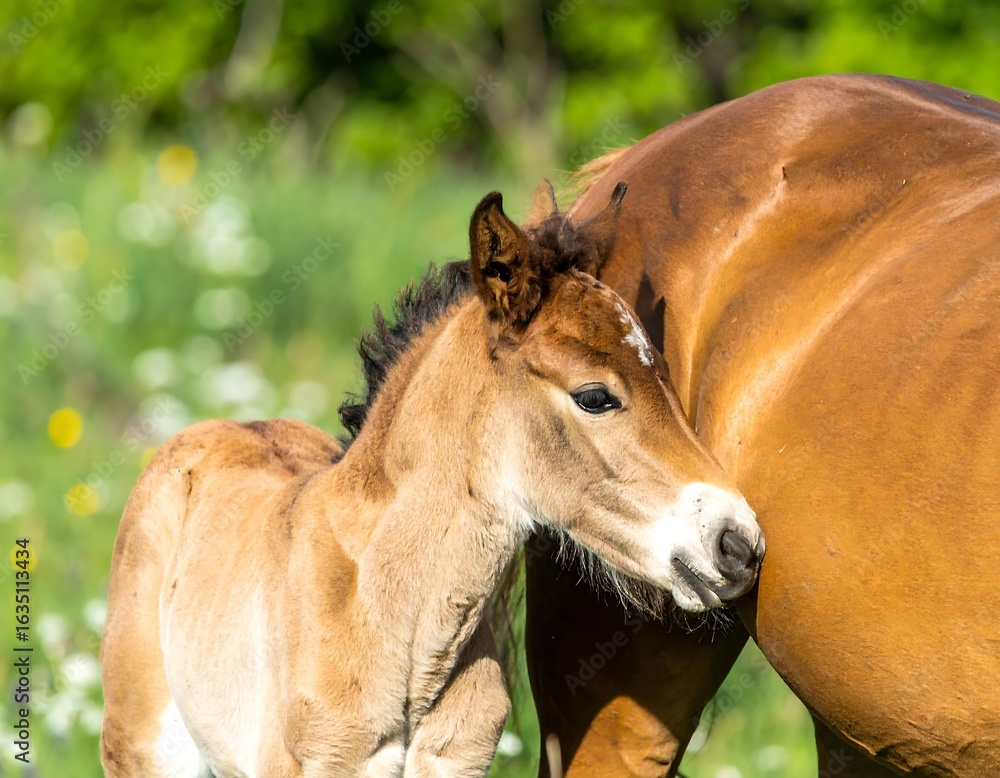 Fototapeta premium Foal nuzzling its mother in a grassy meadow