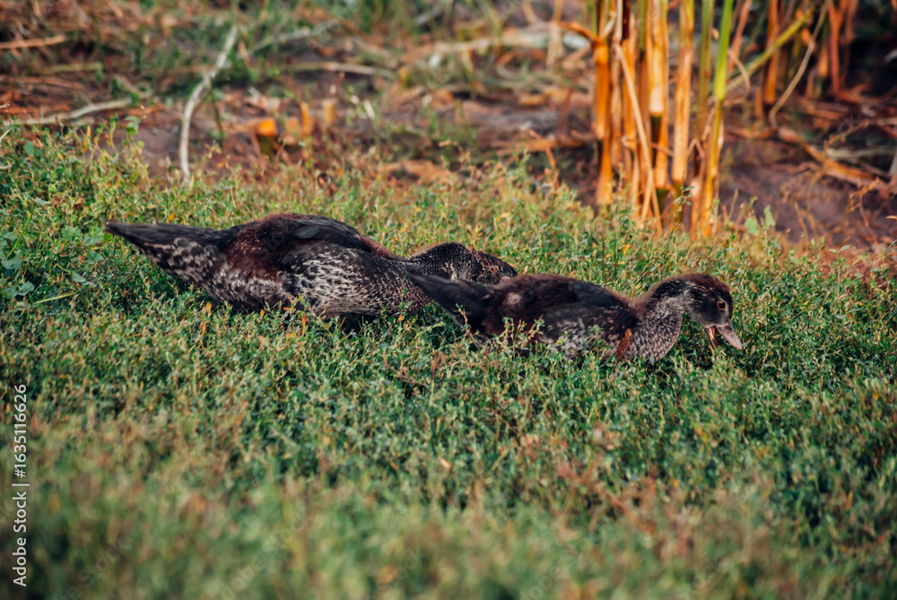 Obraz premium duck and ducklings