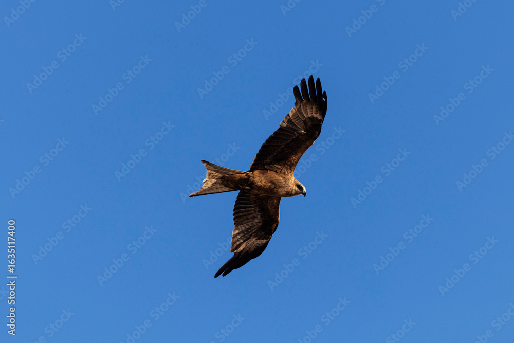 Obraz premium eagle in flight