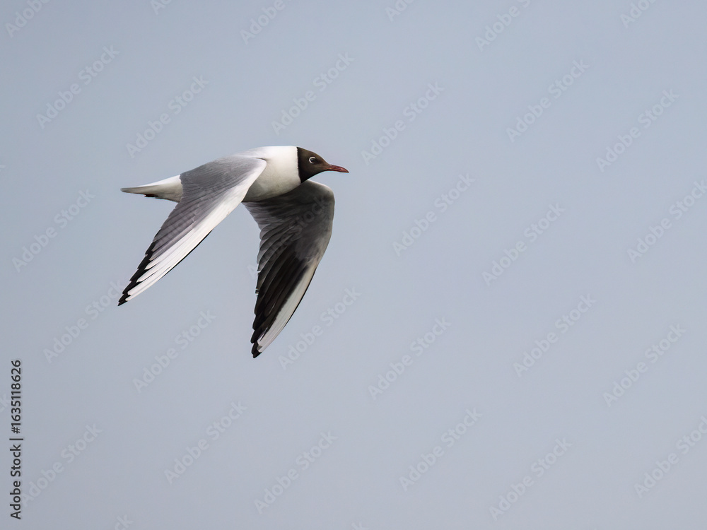 Fototapeta premium Black-Headed Gull in Flight Against Clear Sky