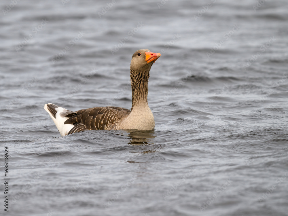 Fototapeta premium Graylag Goose Swimming in a Lake