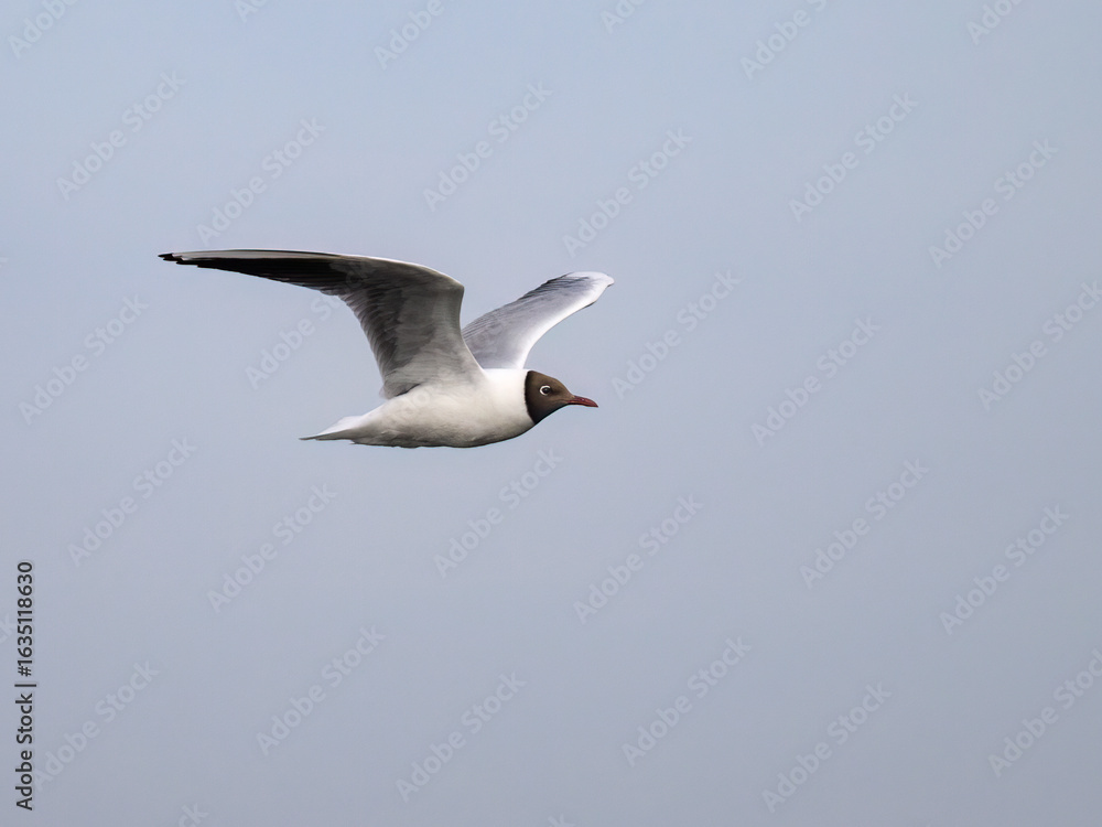 Obraz premium Black-Headed Gull in Flight Against Clear Sky