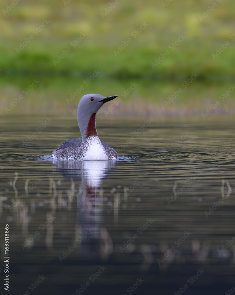 Fototapeta premium Red-Throated Loon Swimming in Calm Freshwater Habitat