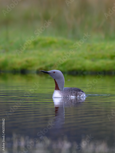 Red-Throated Loon Swimming in Calm Freshwater Habitat