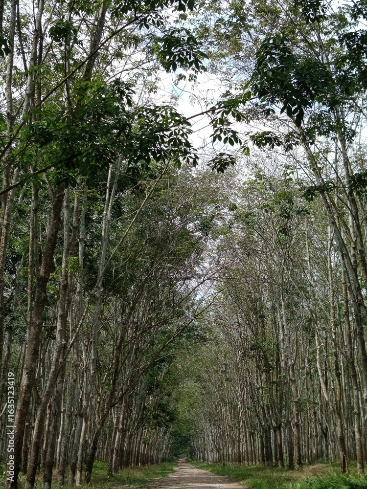 Fototapeta premium trees in the forest