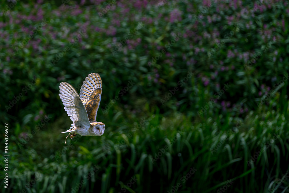 Fototapeta premium Face of a Barn Owl in Flight