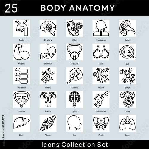 Body Anatomy icon set collection in outline style. an icon pack contain aorta, pituitary, valve, esophagus, kidney, muscle, stomach, prostate, testis, eye, vertebral