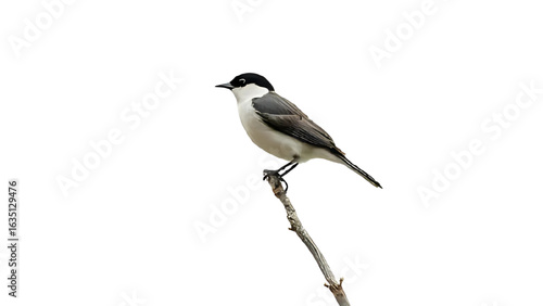 great spotted woodpecker