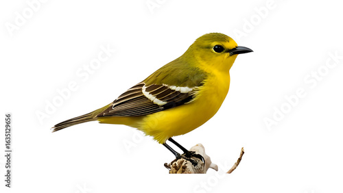 yellow wagtail isolated on white background