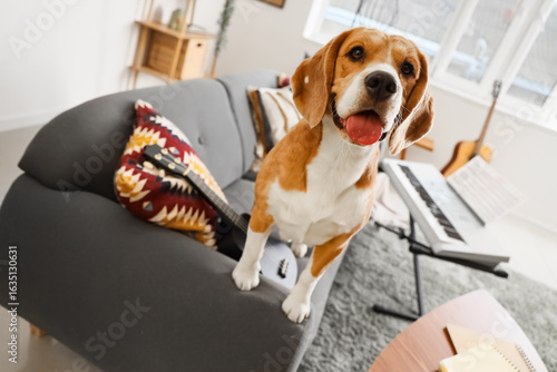 Cute beagle dog with guitar...