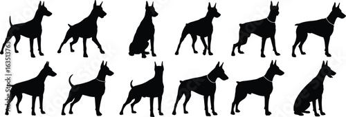 Doberman Pinscher silhouette set, dog breed poses, standing sitting stances, pointed ears, muscular build, black vector graphic, pet animal art