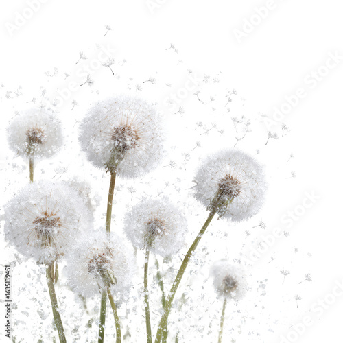 Wallpaper Mural Dandelions seeds blowing in spring breeze, garden background, nature photography, wish-making Torontodigital.ca