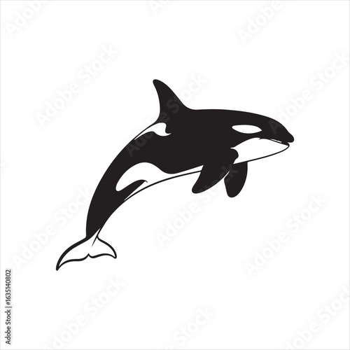 Black and white killer whale breaching ocean mammal orca marine mammal