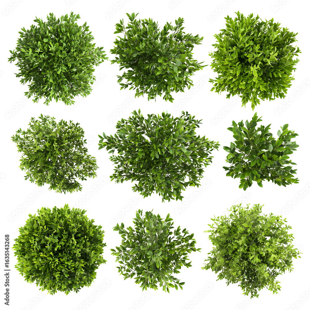 Obraz premium Overhead view of green plant tops