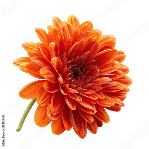 Close-up of a vibrant orange flower.  Detailed petals, radiating outward from a central disc.  Stem and part of a light green pedicel are visible.  Image is isolated on a pure black background