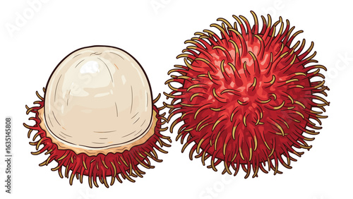 Vibrant Rambutan Fruit Illustration for Exotic Food Projects and Tropical Designs