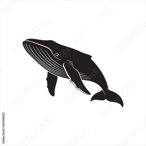 Majestic black humpback whale breaching in clear water marine life ocean
