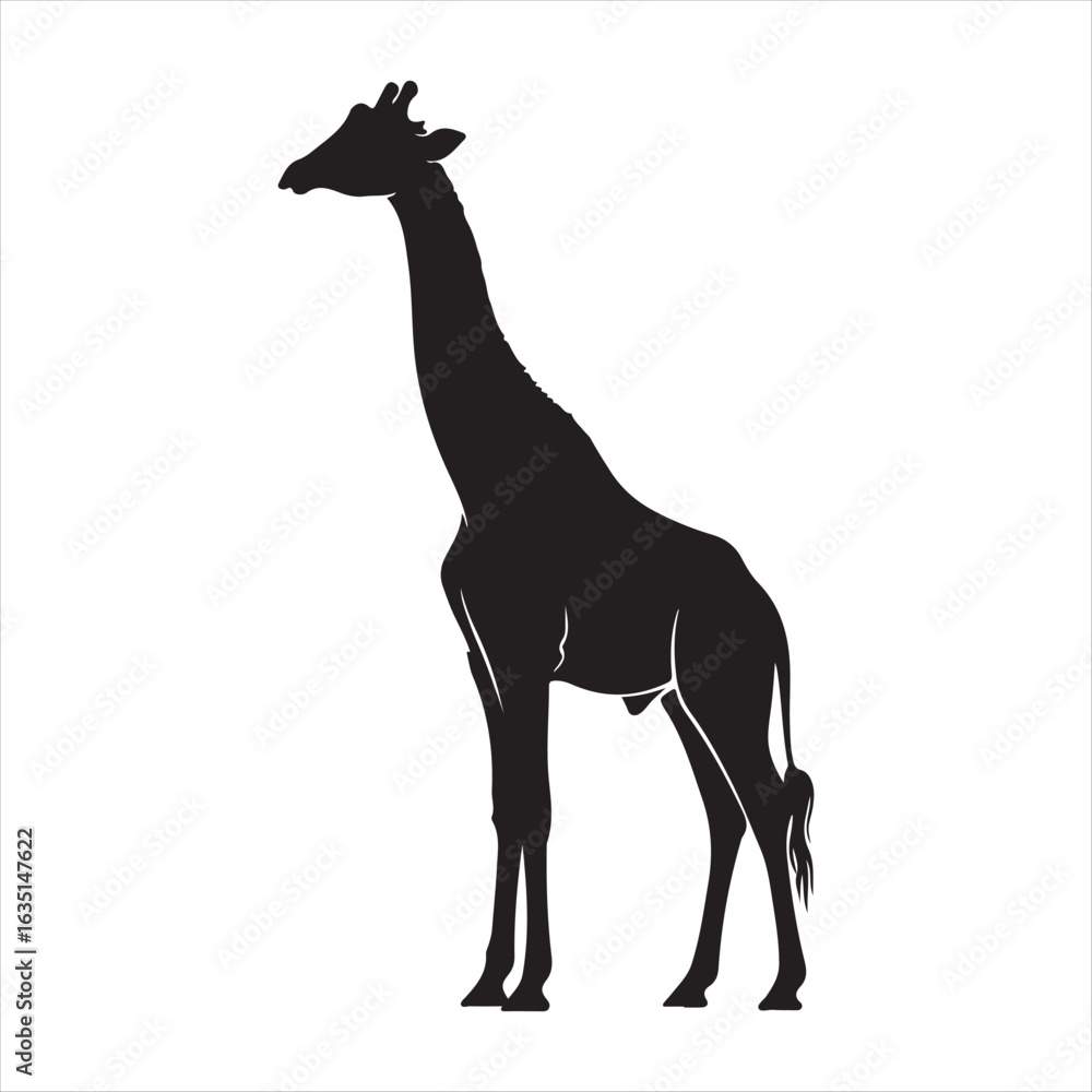 Fototapeta premium Silhouette of a tall giraffe standing gracefully black white